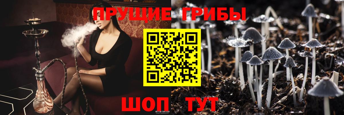 Брянск  Галлюциногенные грибы Psilocybe  Вход с VPN 